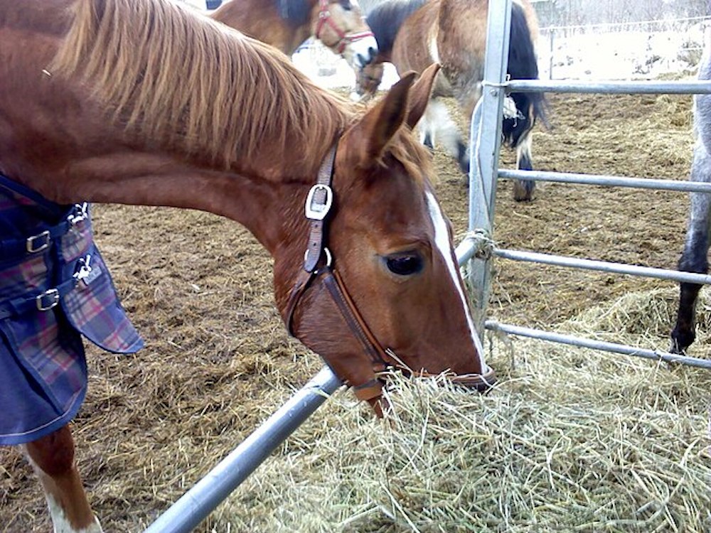 horse eating hay